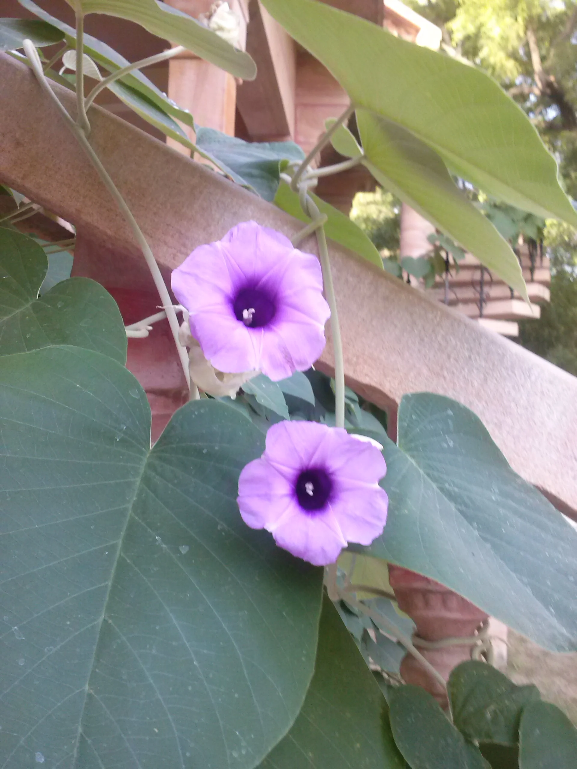 tameshwari or woodrose